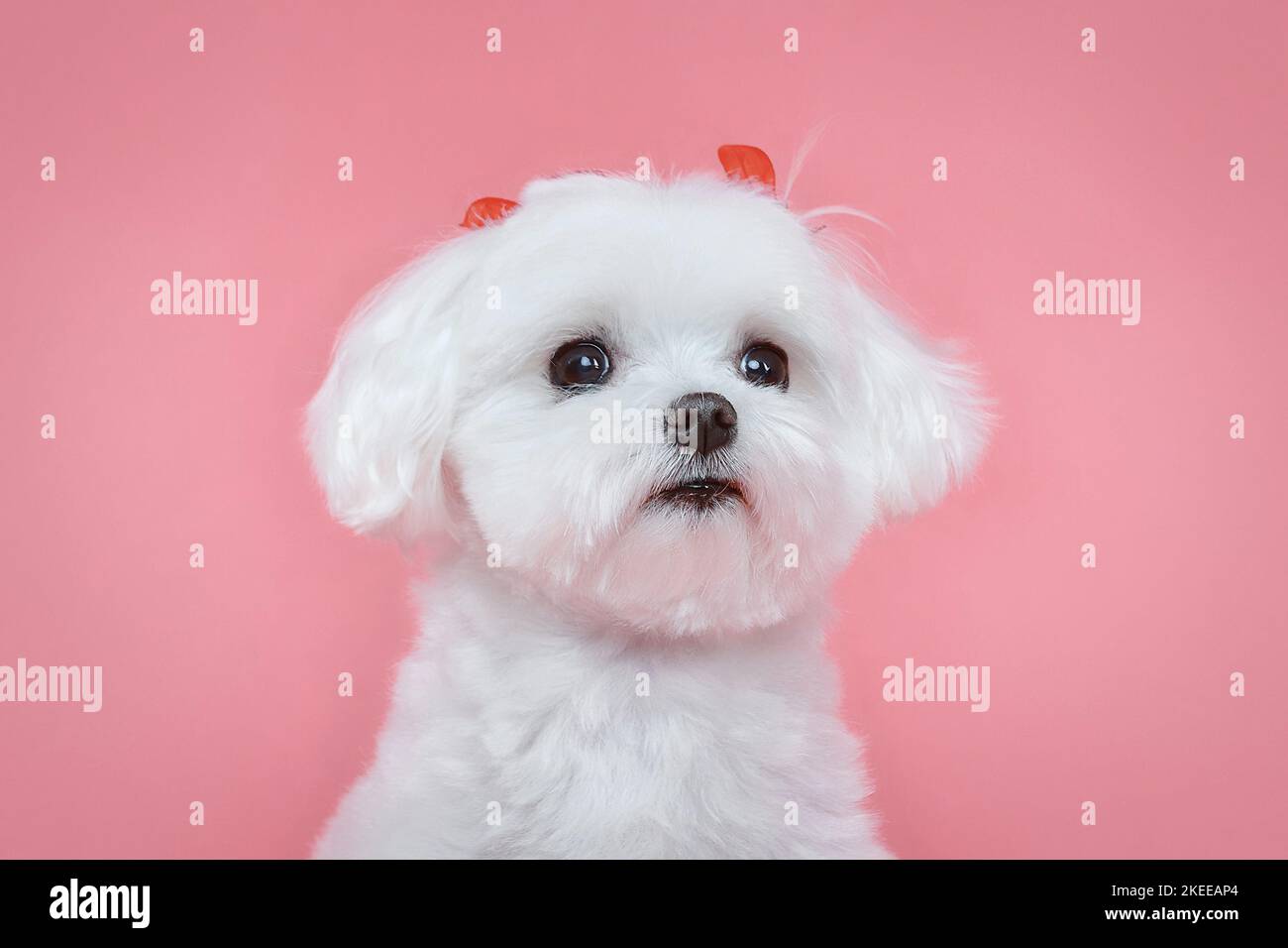 Affascinante piccolo lappdog maltese. Foto in studio su sfondo rosa. Foto Stock