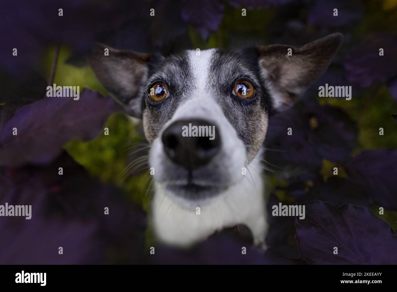 Jack Russell Terrier ritratto Foto Stock