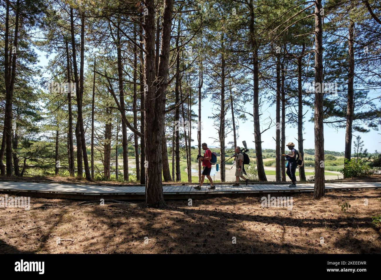 Birdwatchers con macchina fotografica a piedi attraverso i pini nel Parc du Marquenterre santuario degli uccelli, Baie de Somme, Francia Foto Stock