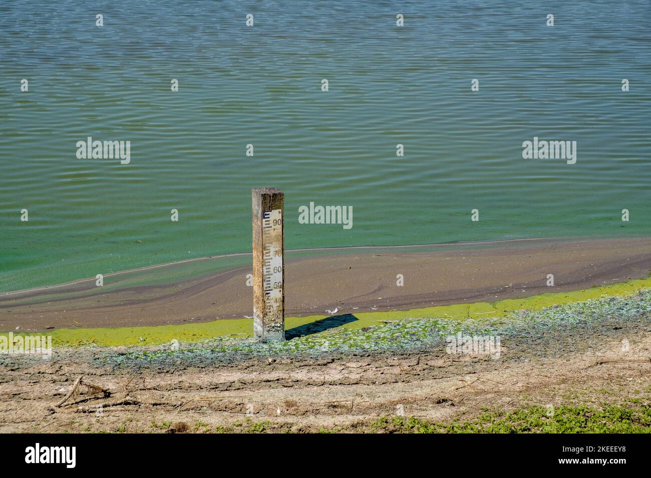 Al Parc du Marquenterre santuario degli uccelli, Baie de Somme, Francia, durante la siccità estiva del 2022, il livello dell'acqua è al di sotto del minimo. Foto Stock