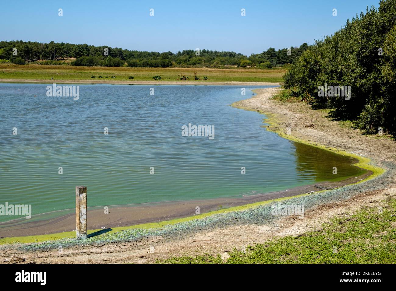 Al Parc du Marquenterre santuario degli uccelli, Baie de Somme, Francia, durante la siccità estiva del 2022, il livello dell'acqua è al di sotto del minimo. Foto Stock