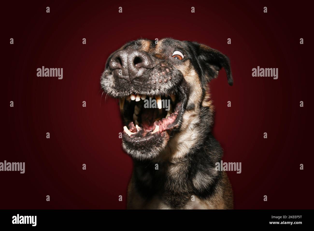 Shepherd-Mongrel ritratto Foto Stock