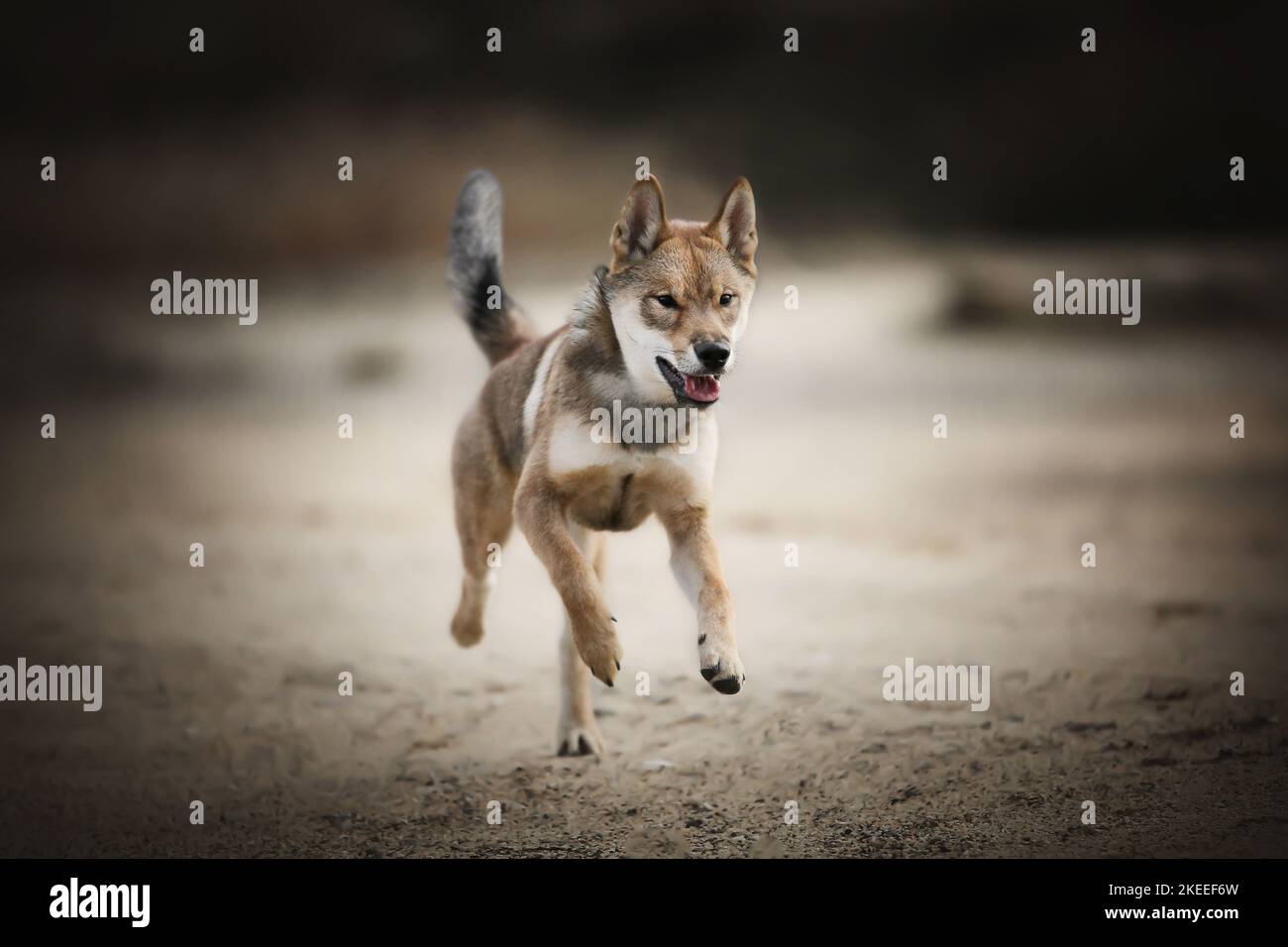 Shikoku in esecuzione Foto Stock