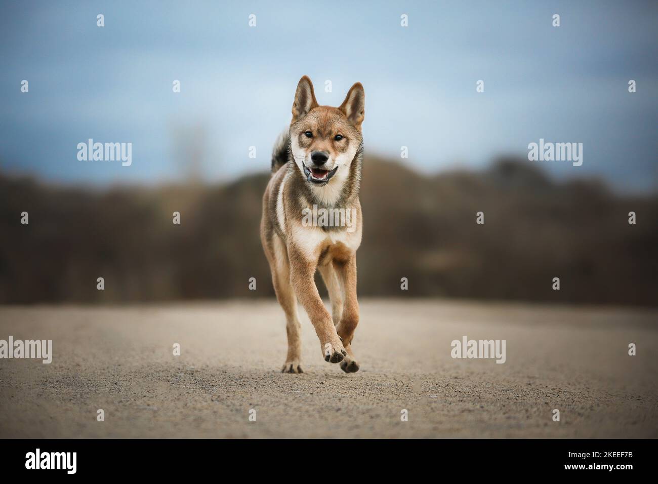 Shikoku in esecuzione Foto Stock