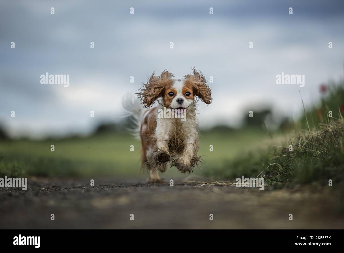 Esecuzione di Cavalier King Charles Spaniel Foto Stock