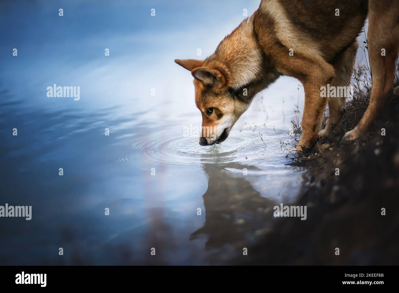 Bere Shikoku Foto Stock