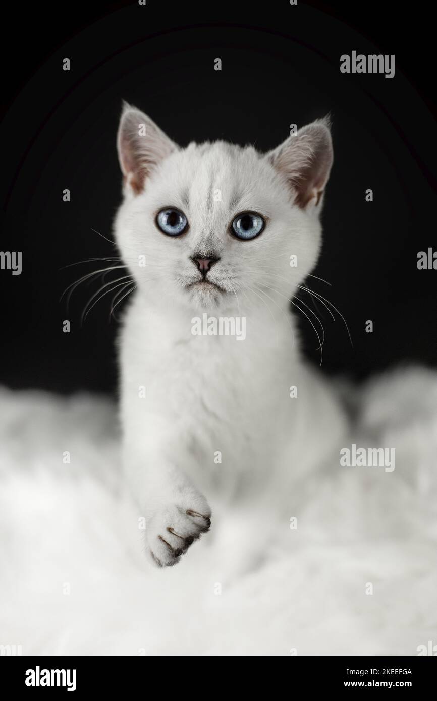gatto shorthair britannico con occhio blu Foto Stock