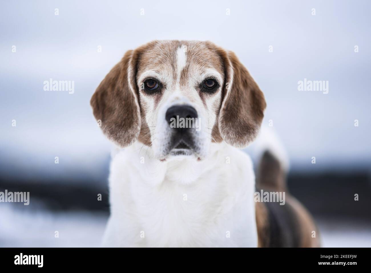 Beagle in inverno Foto Stock