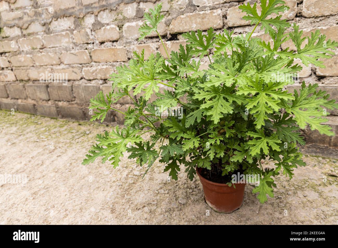 L'erba di citronella è una specie di pianta aromatica perenne. L'olio essenziale di citronella è ampiamente usato per repellente naturale degli insetti Foto Stock L'erba di citronella è una specie di pianta aromatica perenne. L'olio essenziale di citronella è ampiamente usato per repellente naturale degli insetti Foto Stock