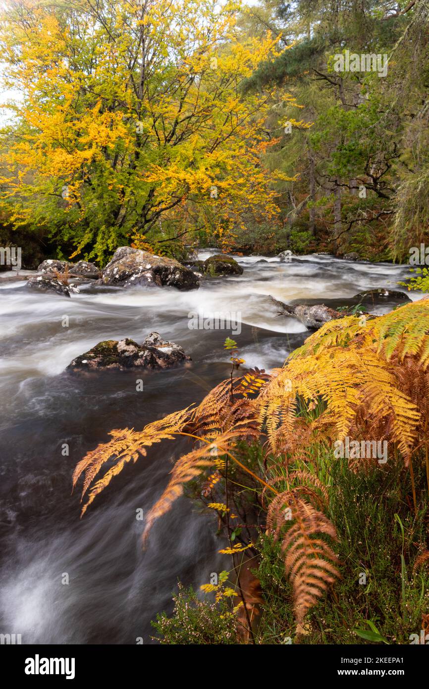 Fiume nei colori autunnali, Gruinard, Scozia Foto Stock