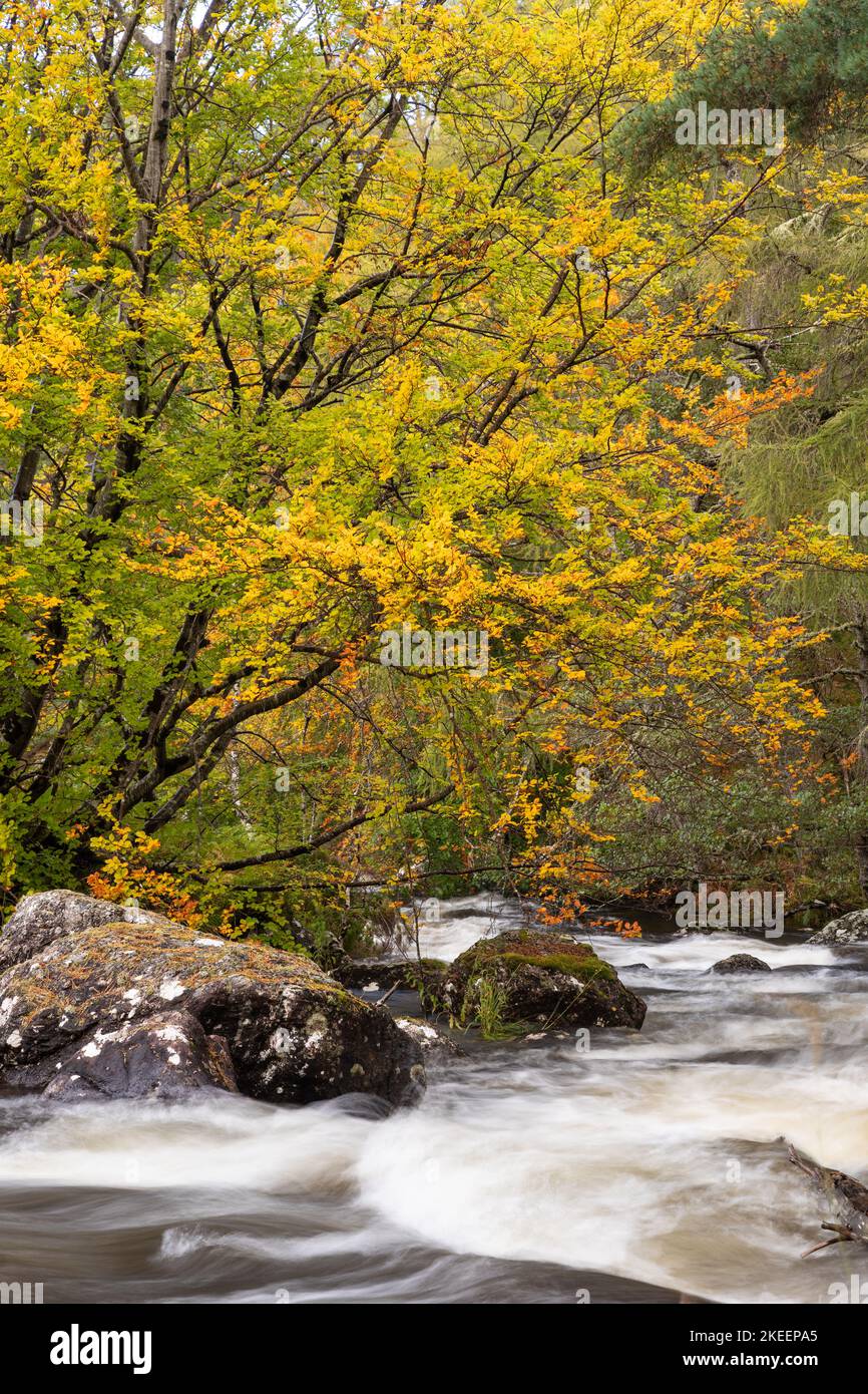 Fiume nei colori autunnali, Gruinard, Scozia Foto Stock