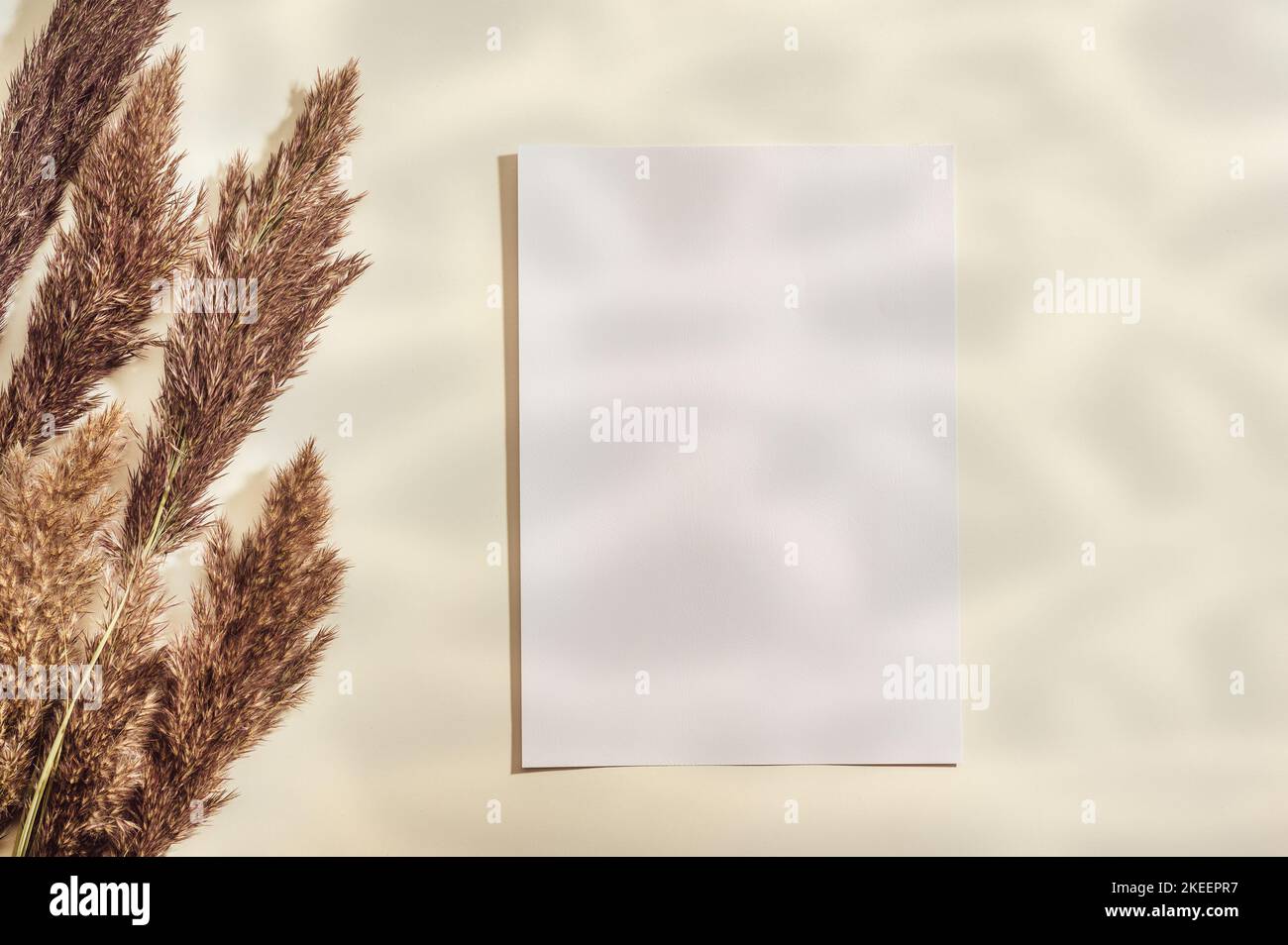 Mockup con carta bianca biglietto da visita e pampas asciugato erba su sfondo beige pastello con ombra alla moda e luce del sole. Temperatura minima del marchio aziendale Foto Stock