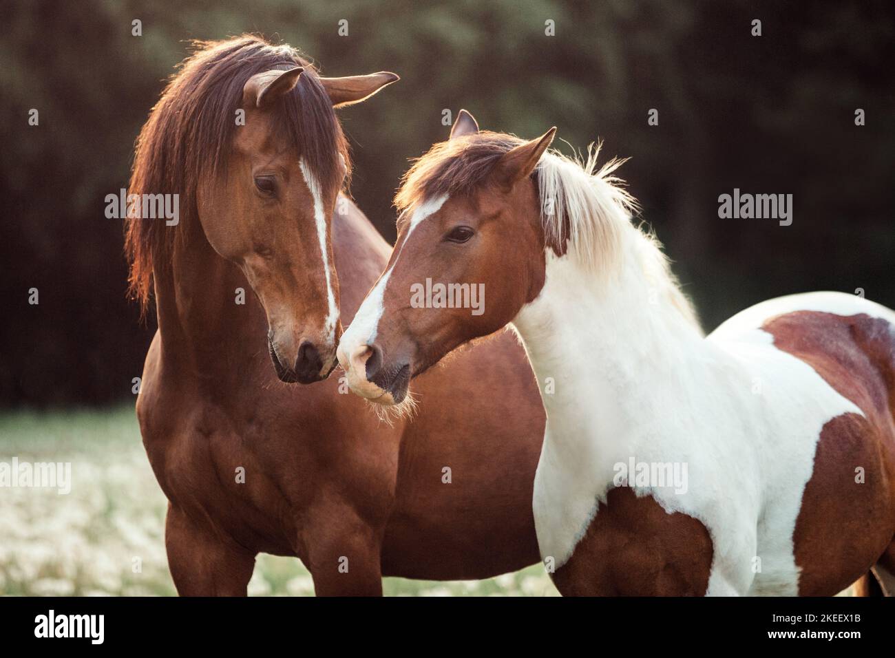 2 cavalli Foto Stock
