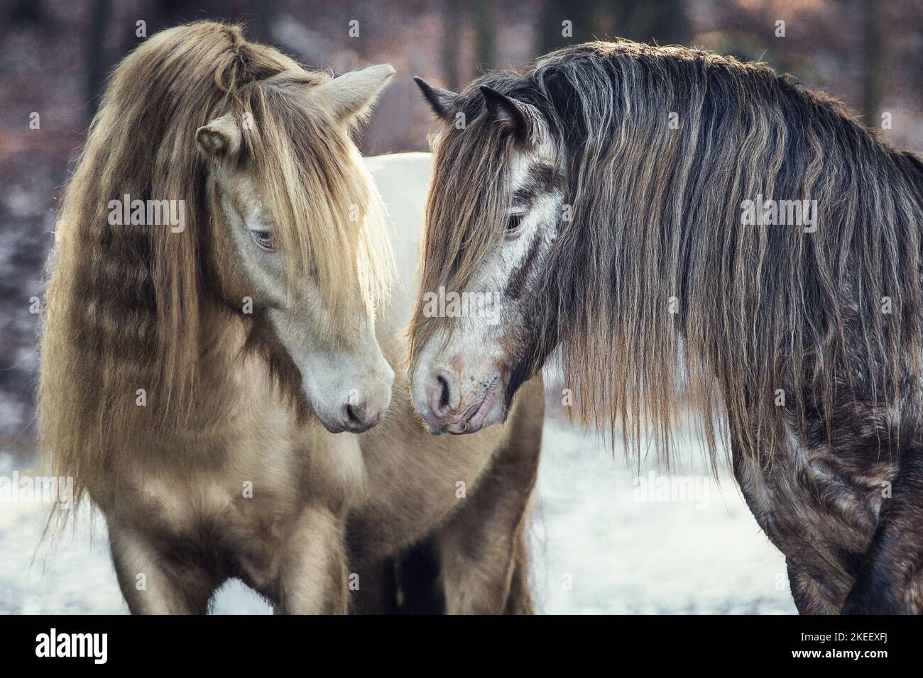 2 Irish Tinker Foto Stock