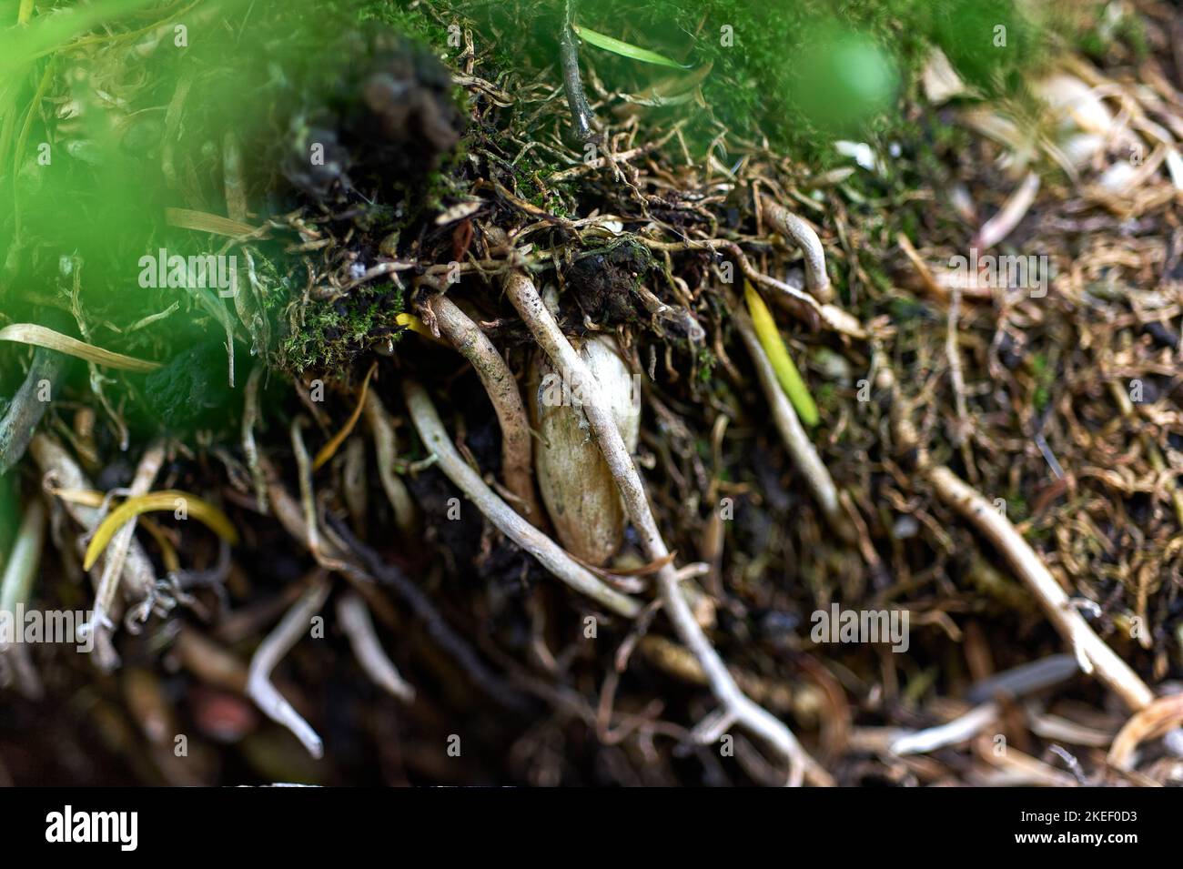 Bulbo tra le radici di Asparagus sprengeri è un genere di piante della famiglia delle Asparagacee Foto Stock