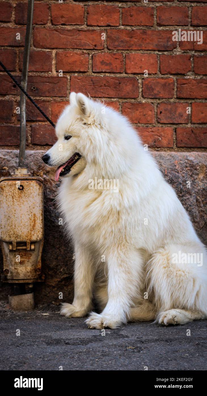 Un primo piano verticale di un cane Samoyed a pelliccia bianca catturato con la lingua fuori Foto Stock