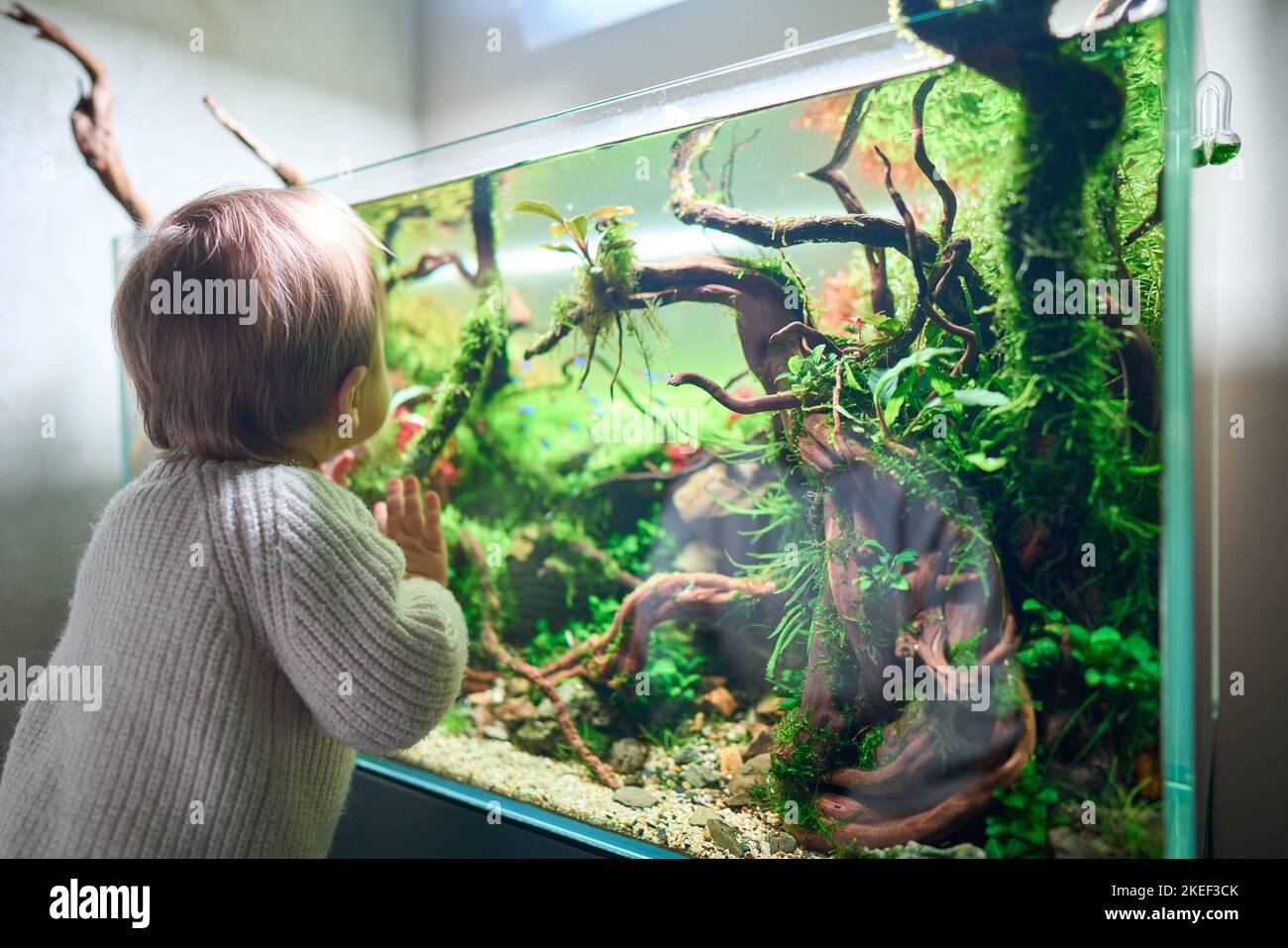 Pietre dell'acquario immagini e fotografie stock ad alta risoluzione - Alamy