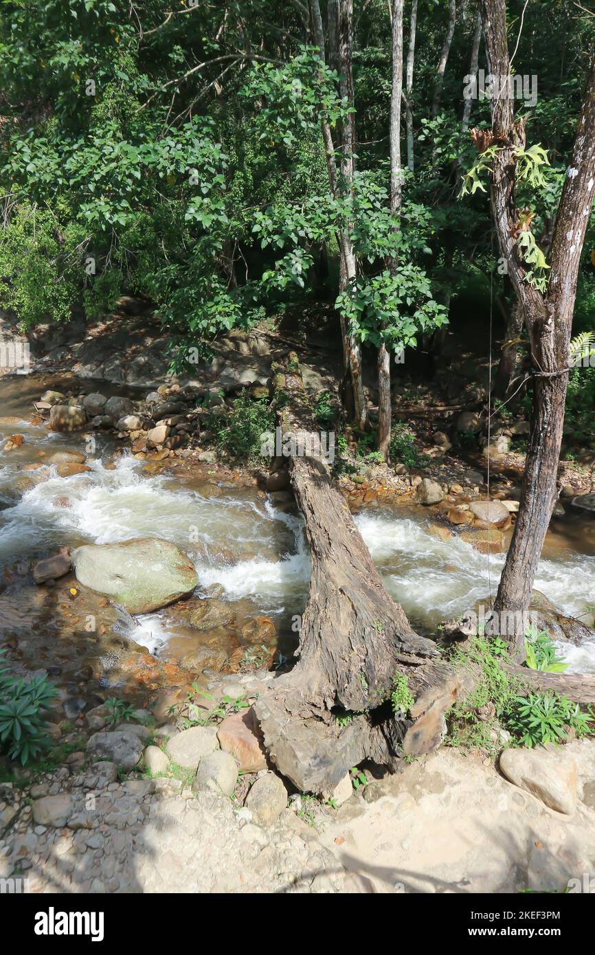 cascata e albero nella foresta o fiume, roccia e log vicino al fiume Foto Stock