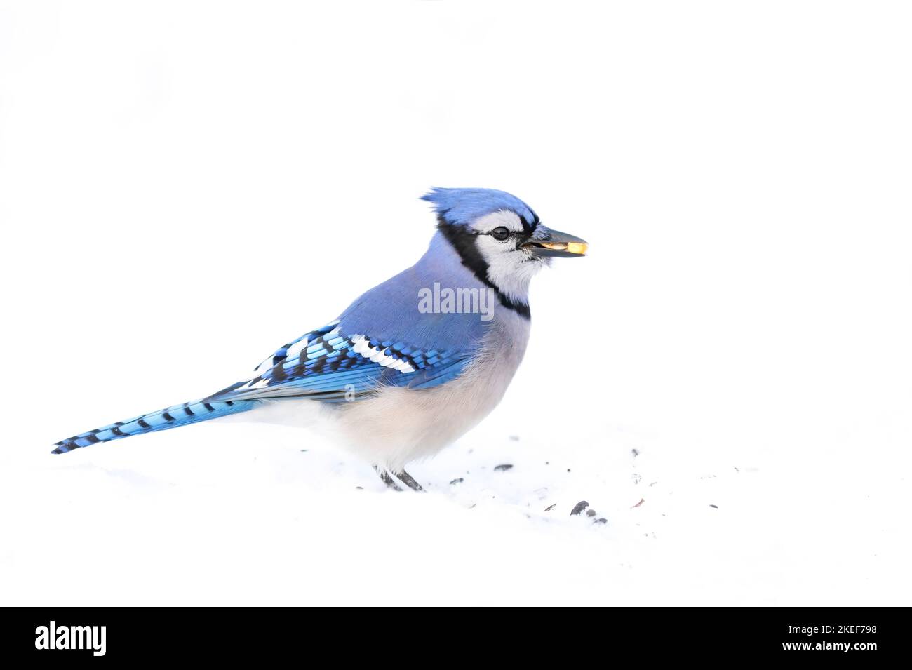 Blue Jay (Cyanocitta cristata) nella neve alla ricerca di cibo in un inverno canadese. Foto Stock