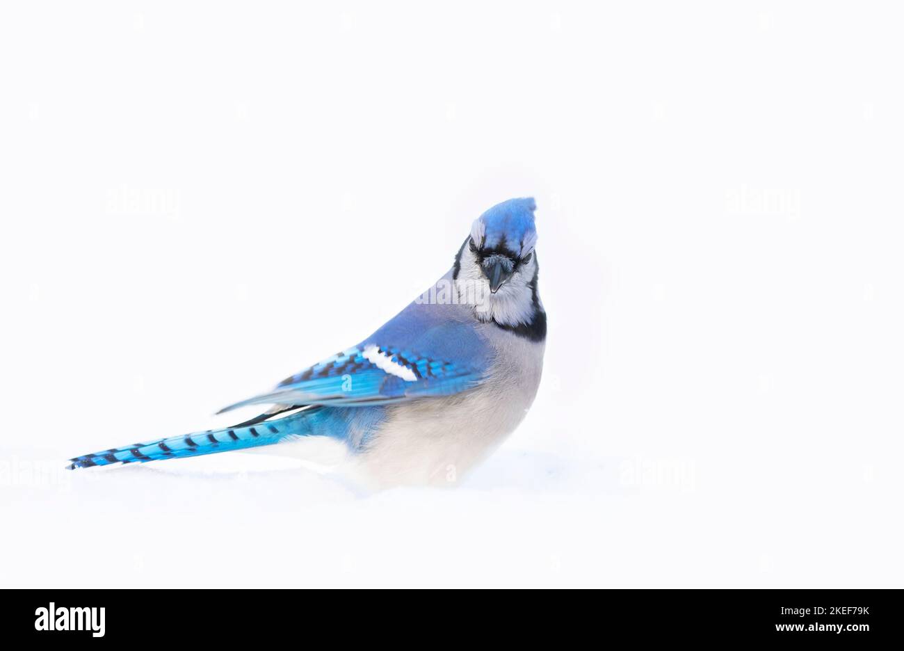 Blue Jay (Cyanocitta cristata) nella neve alla ricerca di cibo in un inverno canadese. Foto Stock