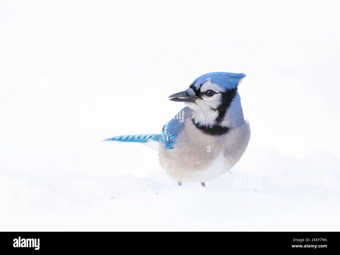 Blue Jay (Cyanocitta cristata) nella neve alla ricerca di cibo in un inverno canadese. Foto Stock