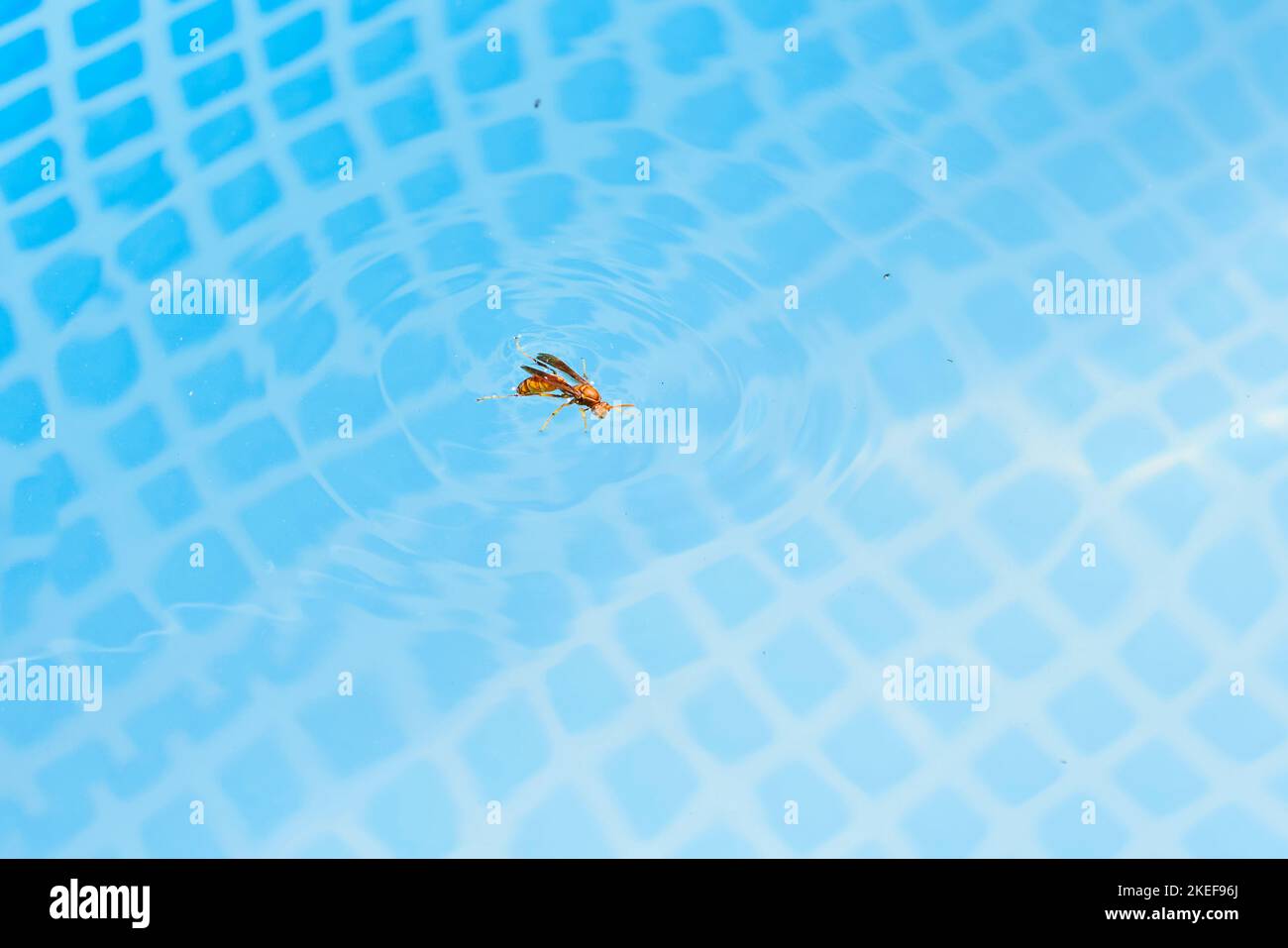 un insetto che vola nell'aria con goccioline d'acqua sulla schiena e le sue ali si diffondono nel cielo Foto Stock
