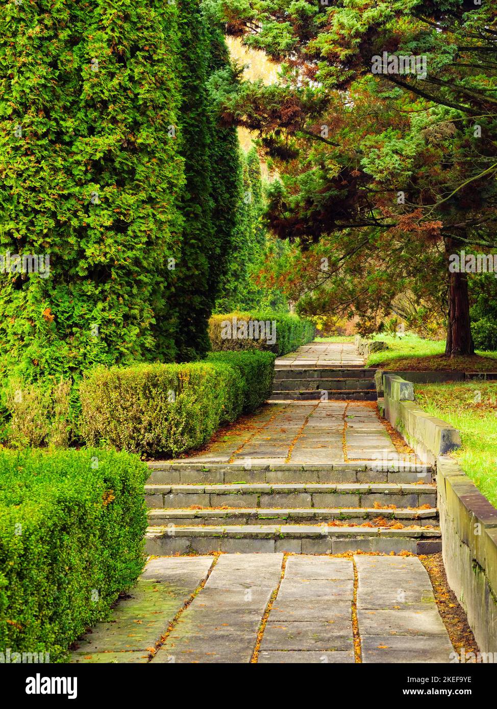 Lastre di cemento e gradini tra thuja e pini Foto Stock