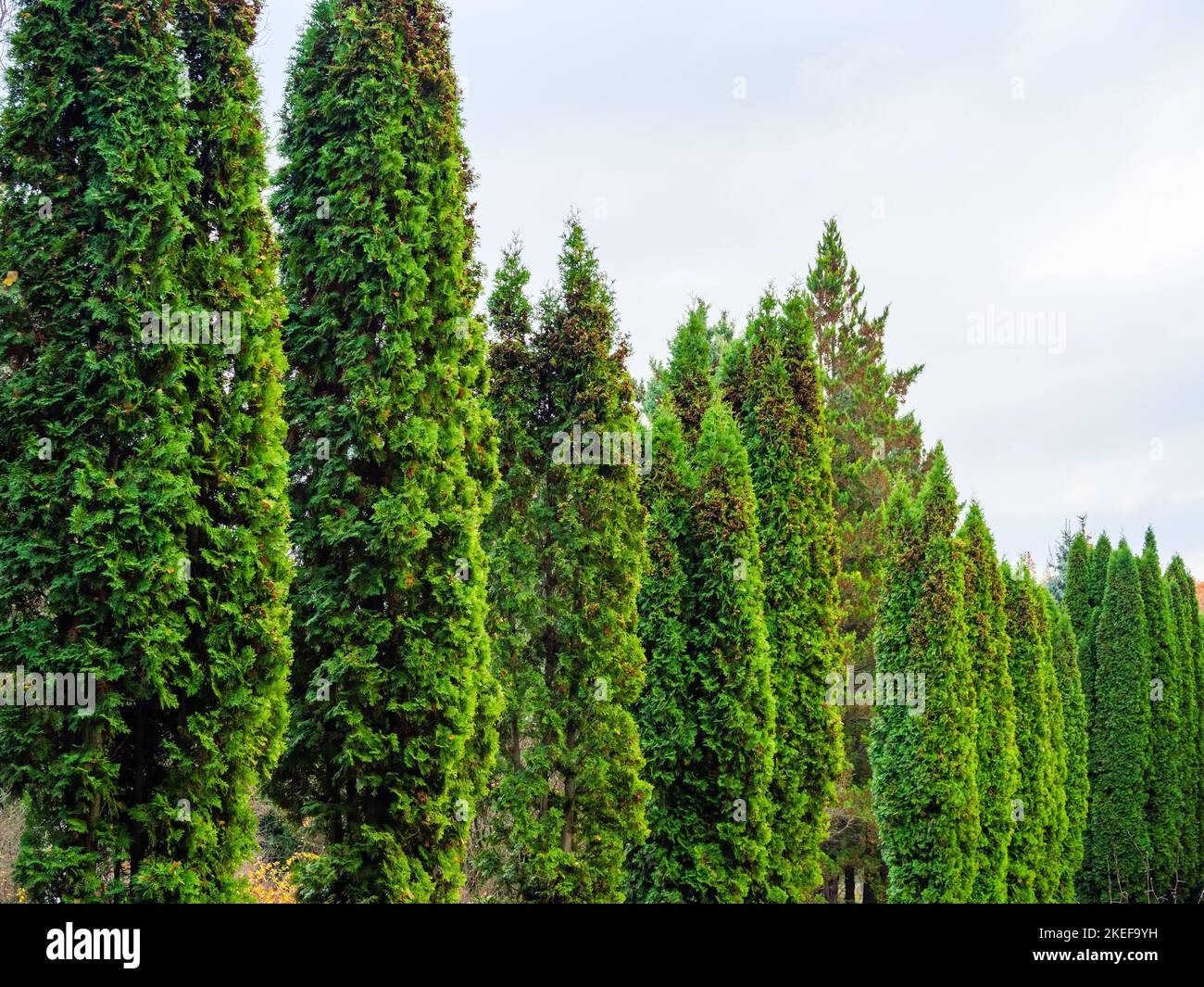 Parco di verdi alberi di thuja e cespugli per camminare Foto Stock