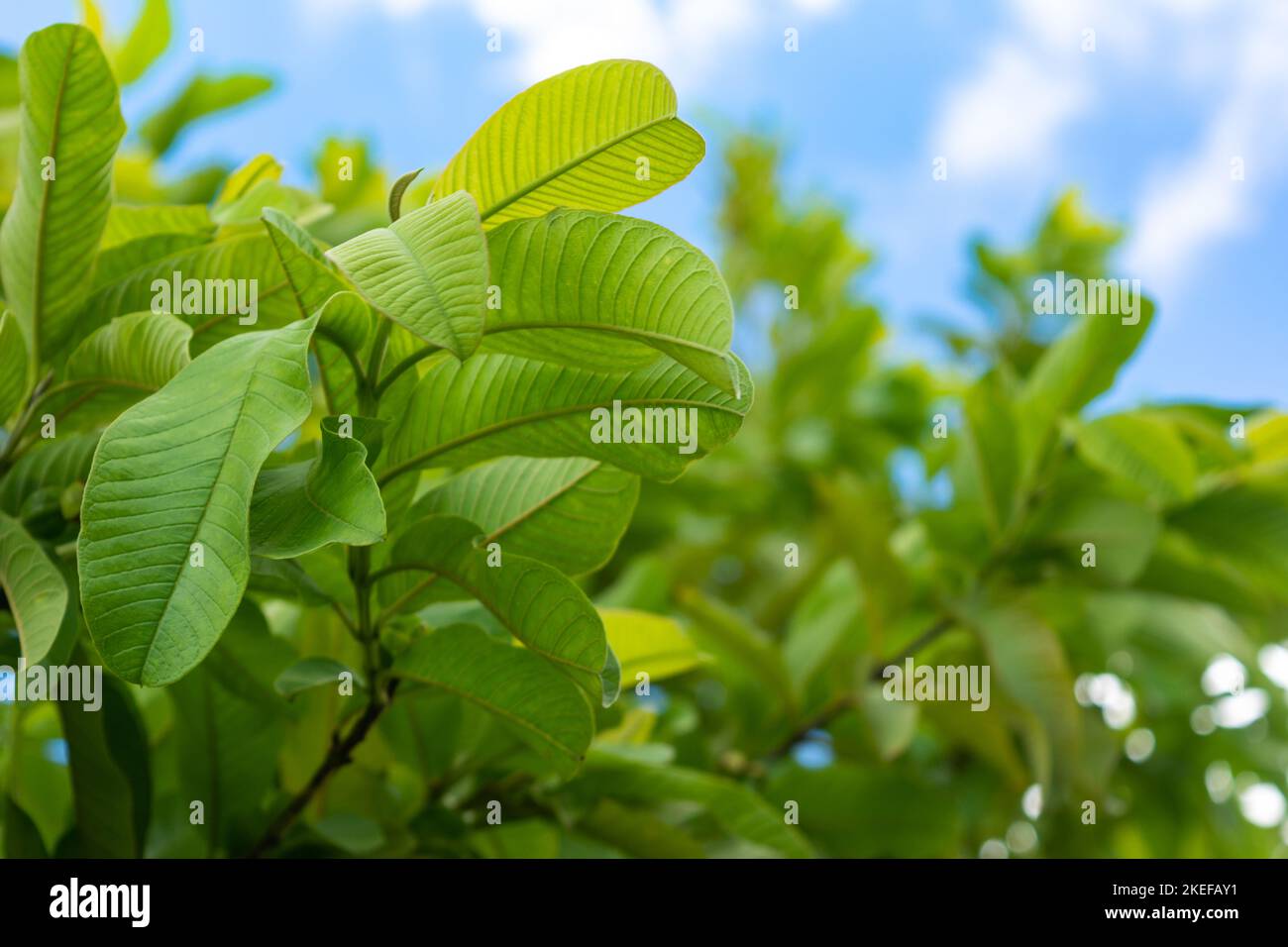 Foglie fresche di guava verde e ramo sull'albero Foto Stock