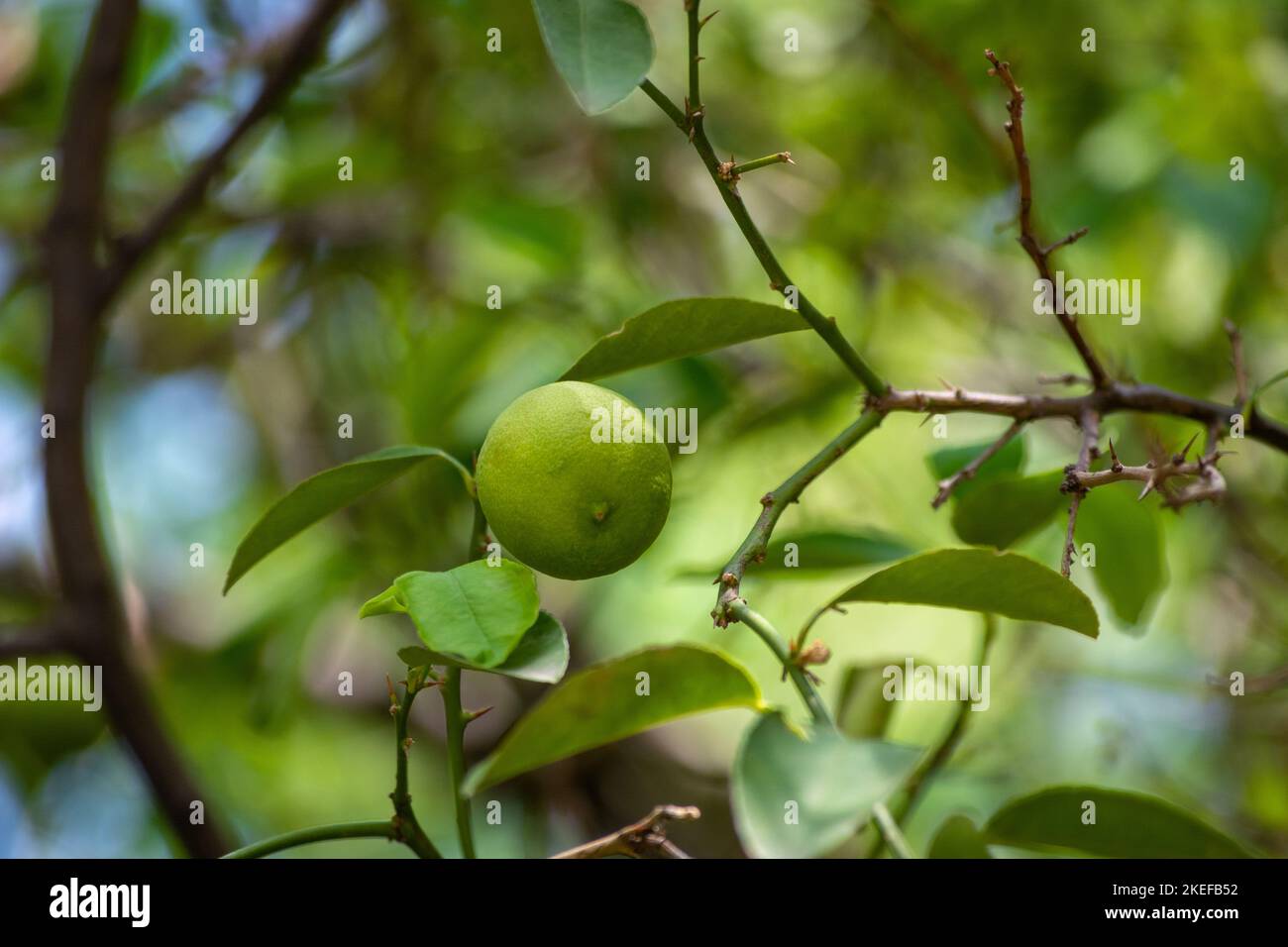 Lime fresche di limone verde sull'albero in giardino biologico Foto Stock