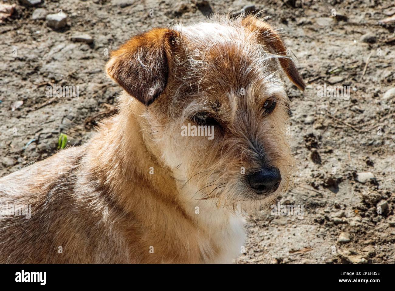 animale domestico di taglia piccola terrier marrone bianco Foto Stock