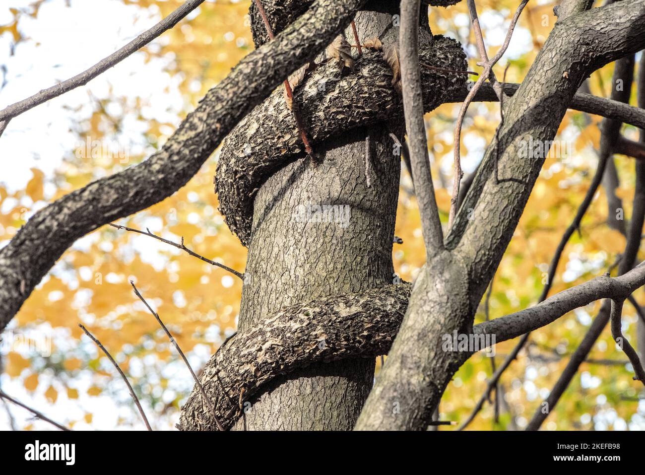 tronchi di alberi decidui liana che intrecciano un albero Foto Stock