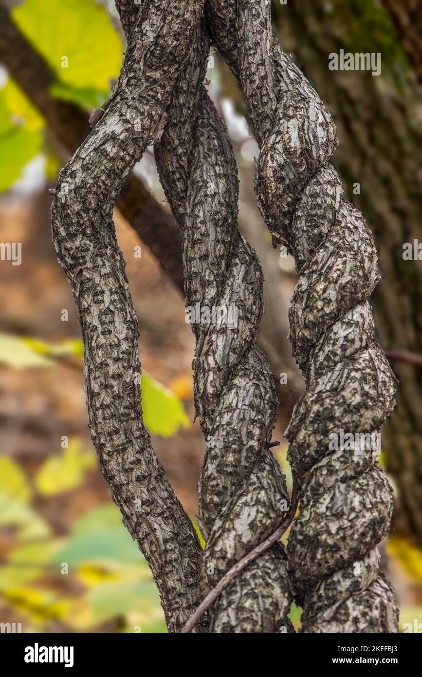 tronchi di alberi decidui liana che intrecciano un albero Foto Stock