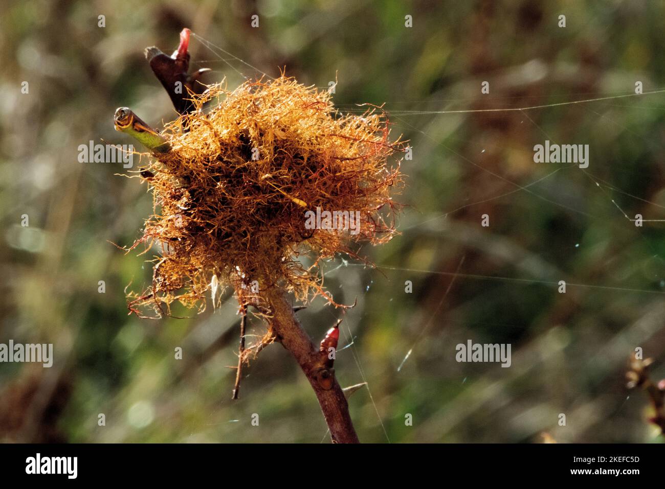 climi autunnali in montagna Foto Stock