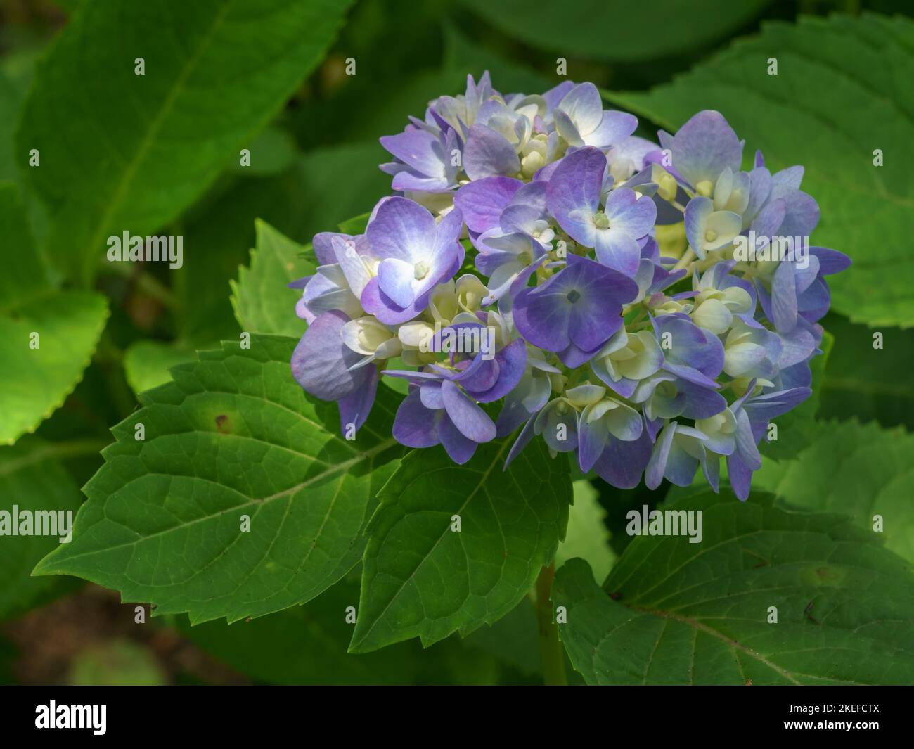 Vista in primo piano di un grappolo di fiori di ortensia macrofila blu e bianco, isolati tra foglie verdi nel giardino esterno Foto Stock