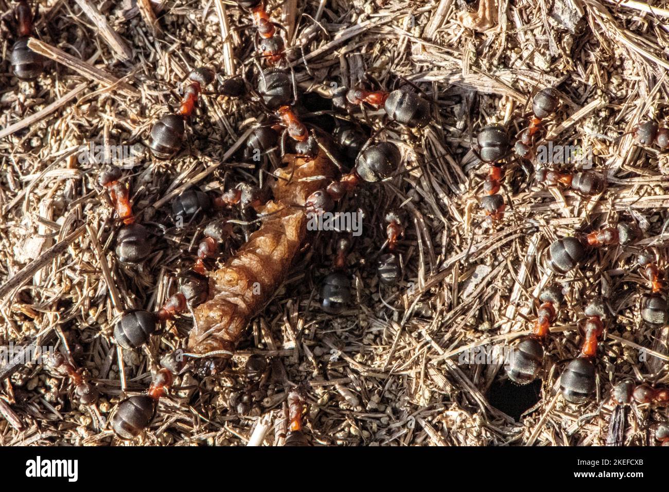 formiche che si nutrono di granturco Foto Stock