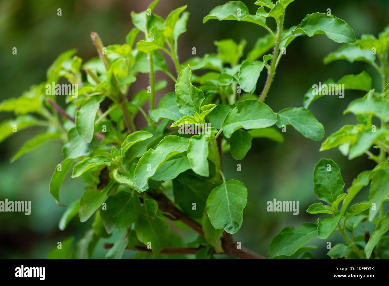 Santo Basilio (tulsi) fiorisce nel giardino su uno sfondo naturale. Tulsi è usato nella medicina ayurvedica. Foto Stock