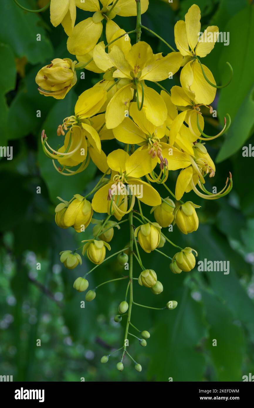 Vista in primo piano di un gruppo giallo luminoso di fiori e gemme di cassia fistola albero tropicale aka doccia d'oro su sfondo naturale Foto Stock
