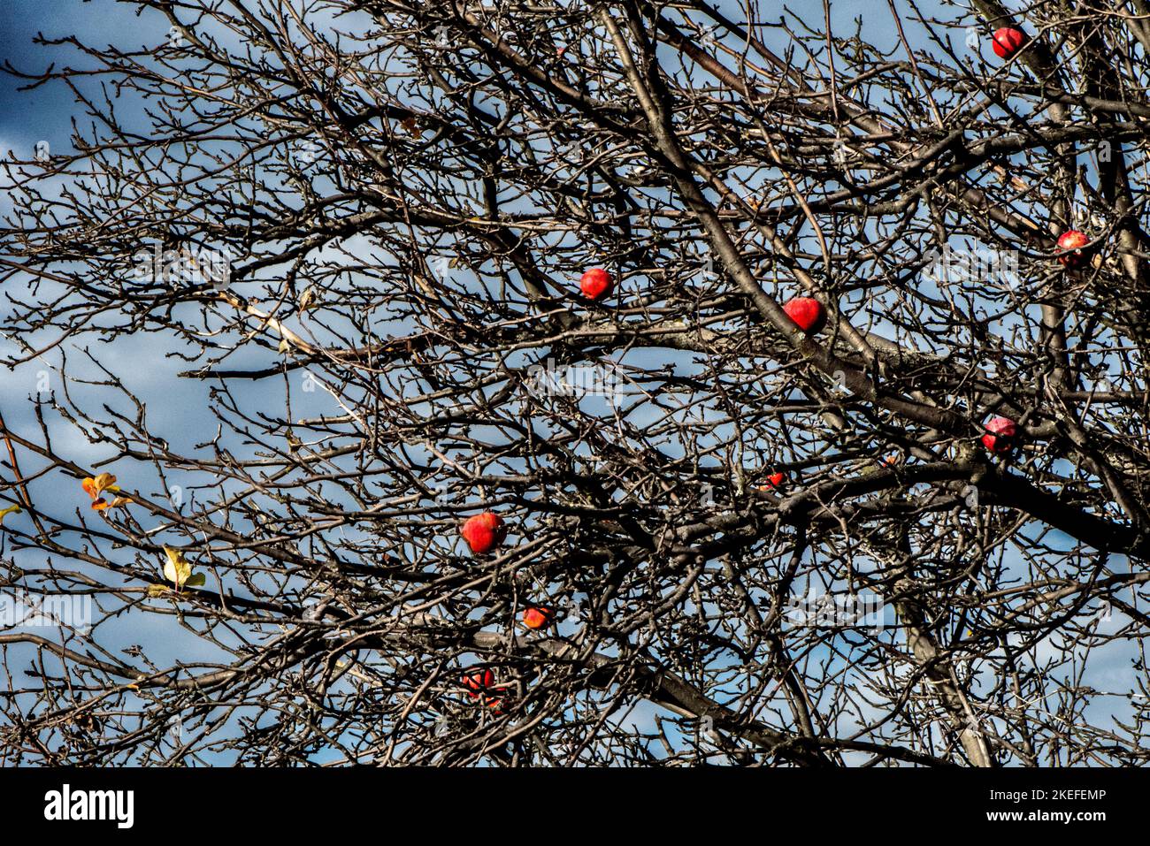 biancospino, rosa canina, frutta, biancospino frutta, rosa canina, rosehip Foto Stock