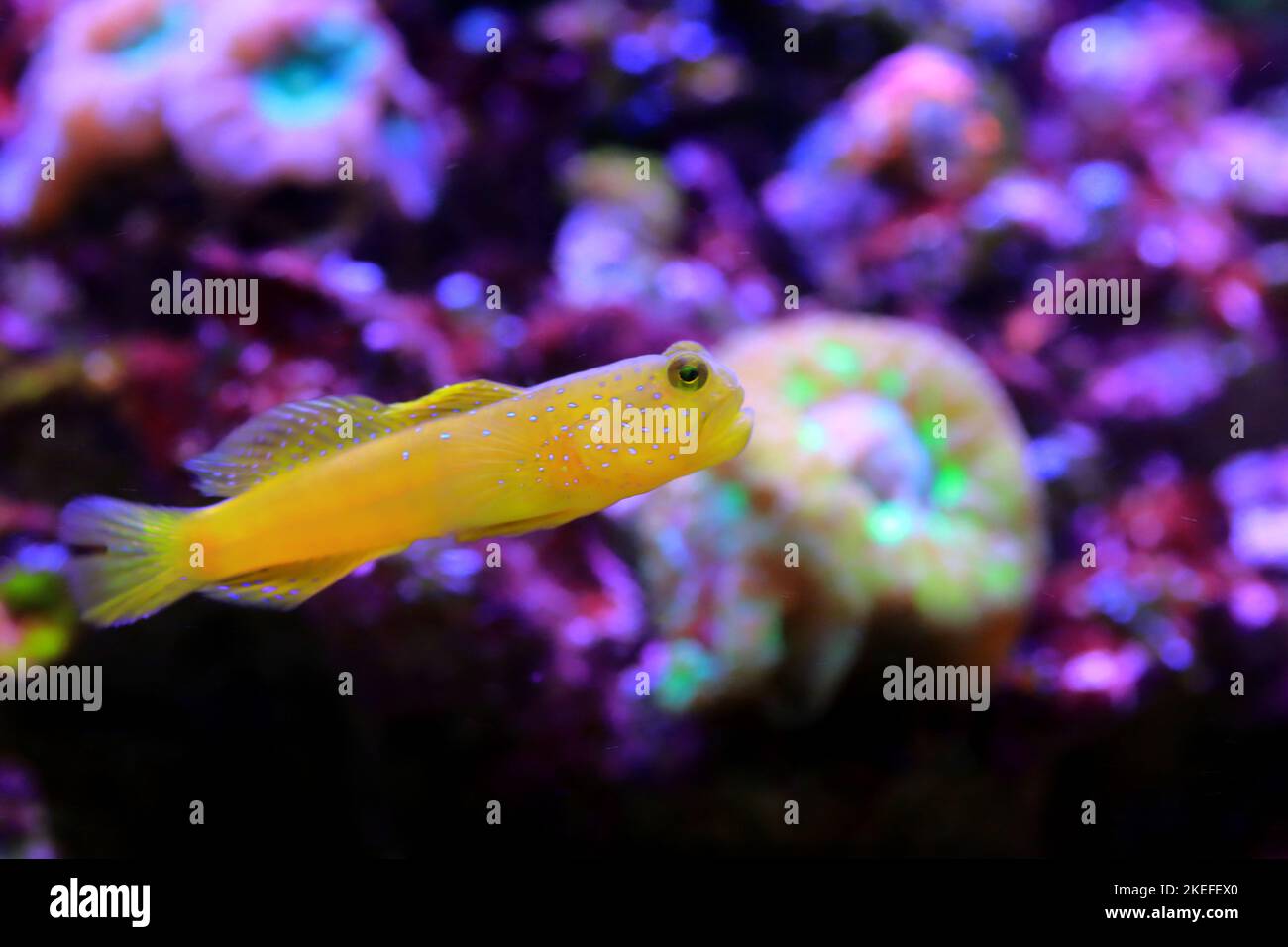 Pesce di pettorina giallo - (Cryptocentrus cinctus) Foto Stock