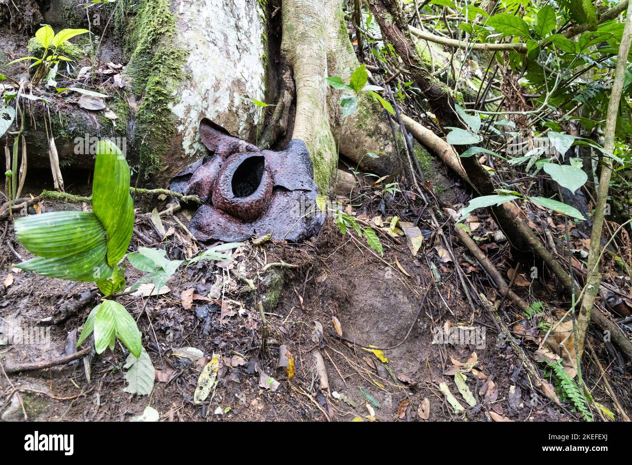 Fiore di Rafflesia appassito che si è trasformato in nero dopo la fioritura per una settimana. È il fiore più grande del mondo Foto Stock