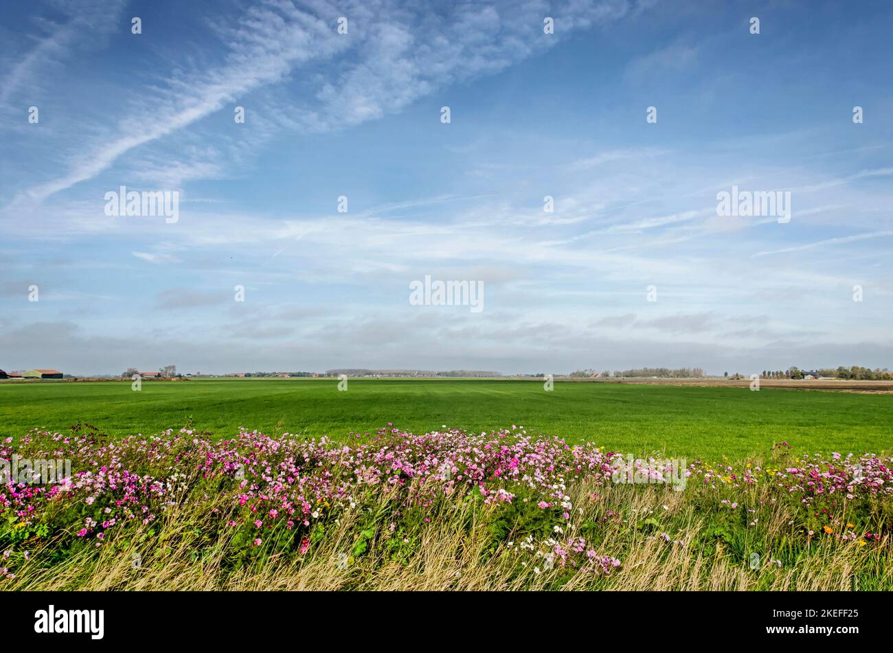 Striscia di fiori lungo un prato sotto un cielo blu con nuvole di cirrus sull'isola di Schouwen-Duiveland nei Paesi Bassi Foto Stock