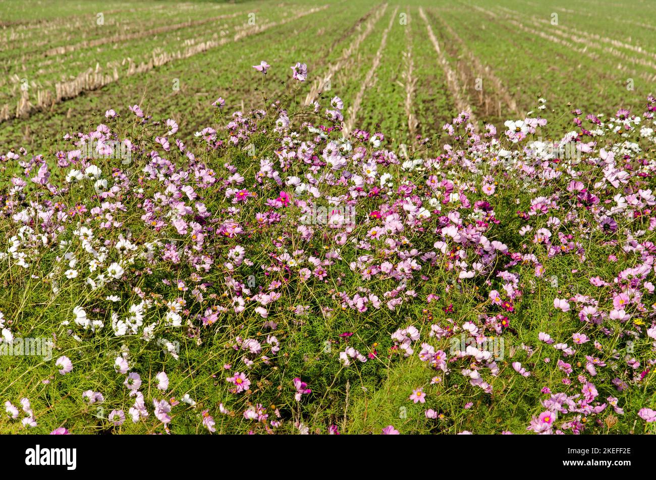 Letto di fiori come il bordo di un campo agricolo, creato per il bene della biodiversità, sull'isola di Schouwen-Duiveland nei Paesi Bassi Foto Stock