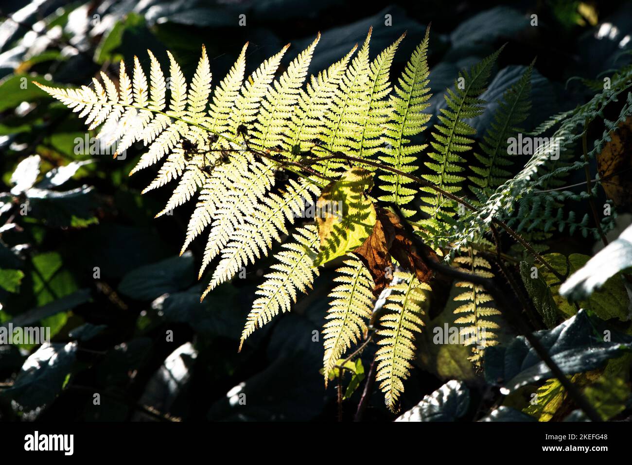 fern lascia al sole Foto Stock