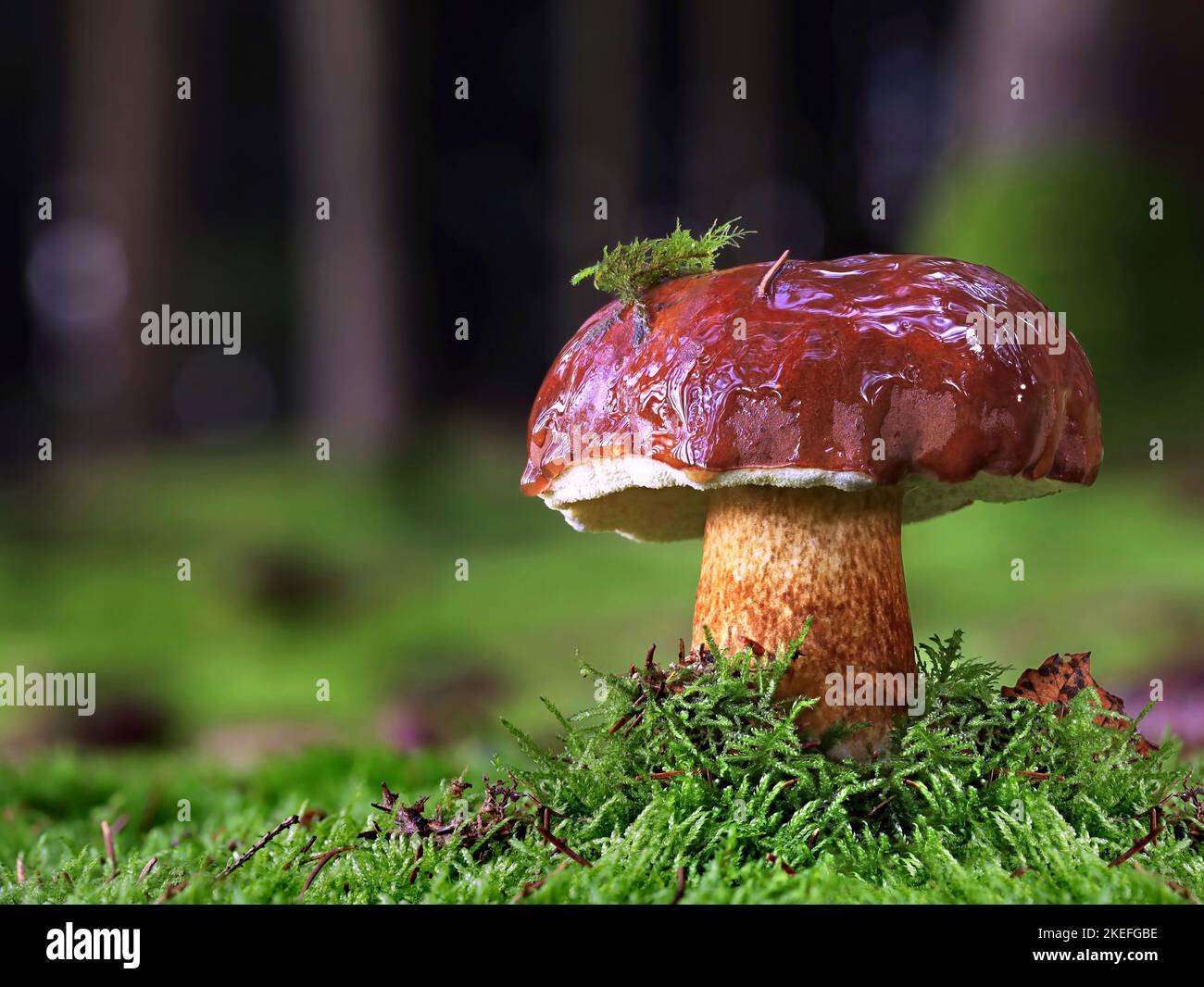 Imleria badia o Bolete commestibile baia in muschio verde nella foresta, fungo con cappuccio marrone di fronte a sfondo di foresta sfocata Foto Stock
