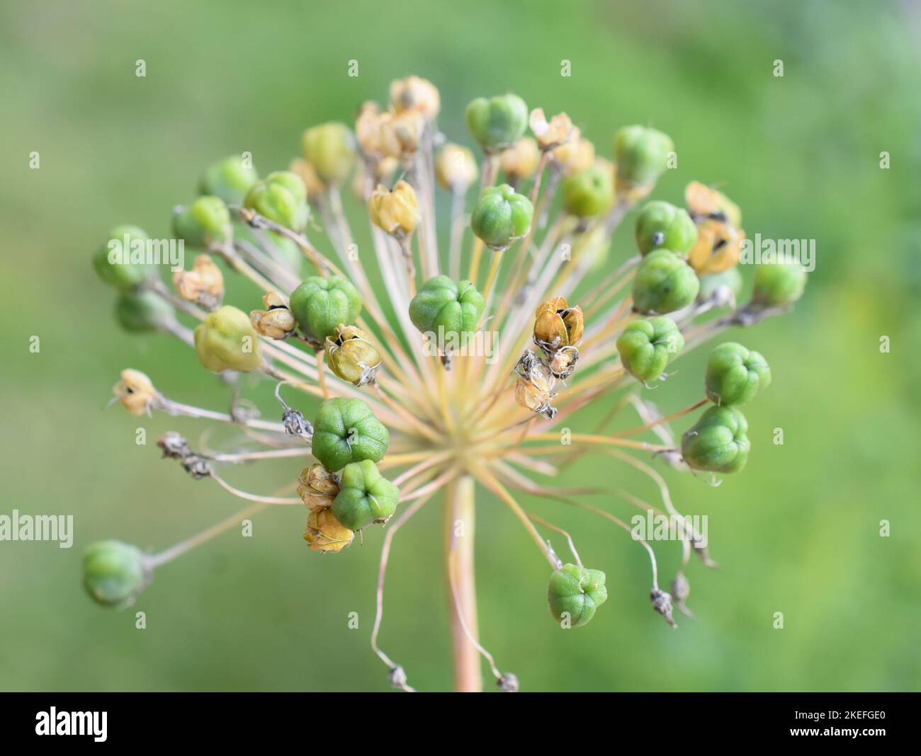 Primo piano sulla palla di semi di Allium su sfondo verde Foto Stock