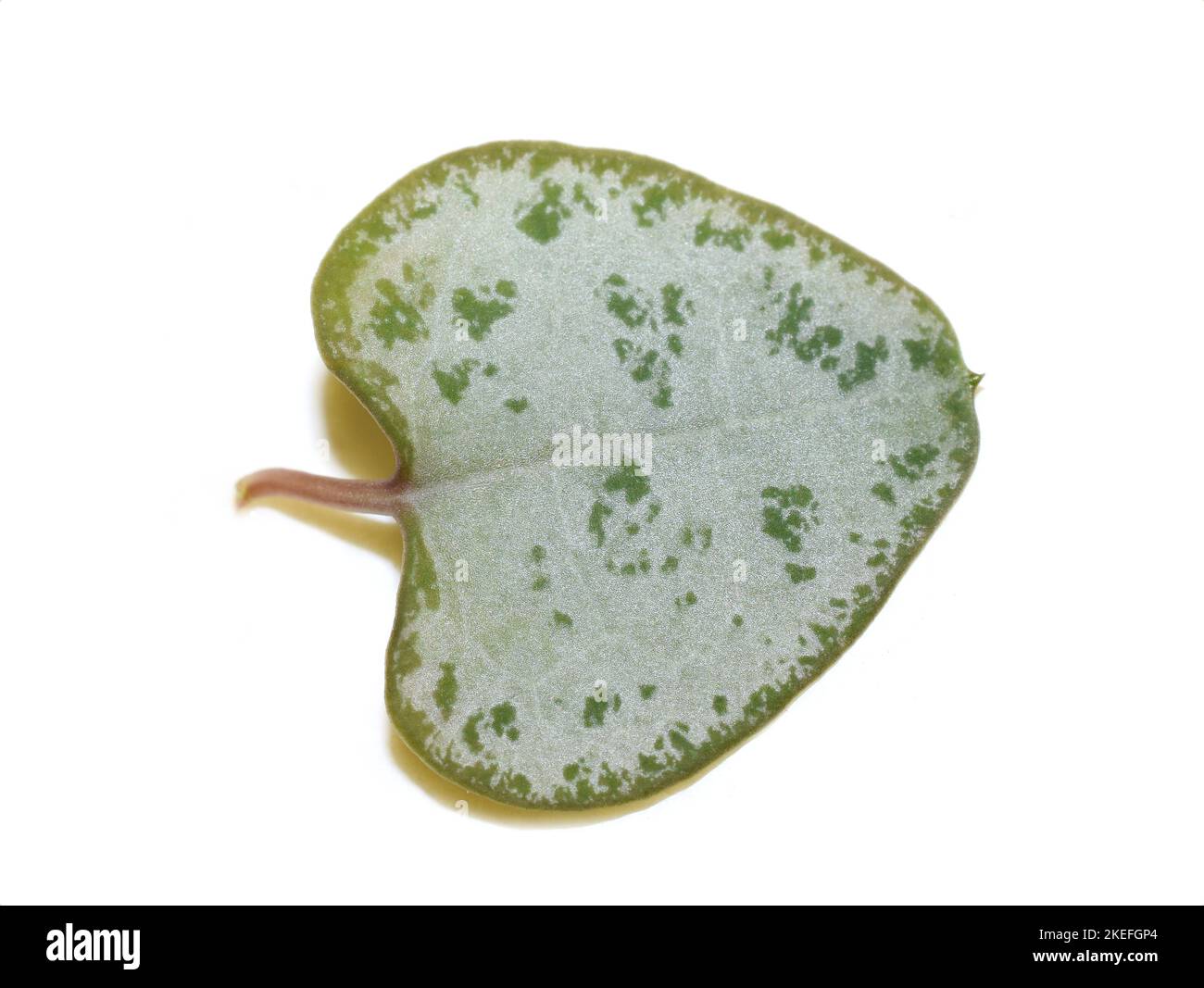 La foglia a forma di cuore di una pianta di ceropegia su fondo bianco Foto Stock