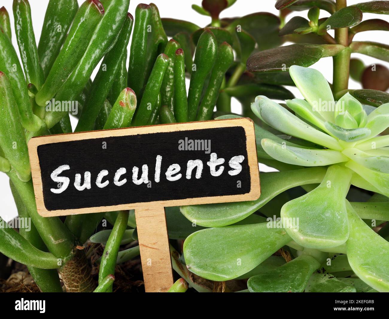 Segno di pianta di legno con la parola Succulents tra piante succulente in vaso, Echeveria e gollum jade Foto Stock