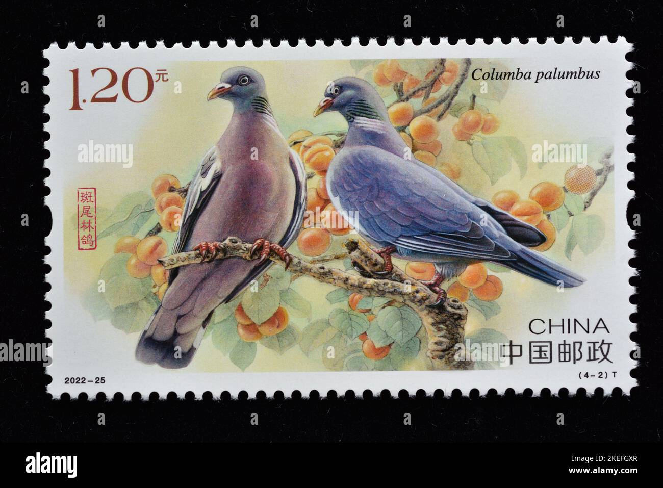 CINA - CIRCA 2022: Un francobollo stampato in Cina mostra 2022-25 Pigeon Columba Palumbus , circa 2022. Foto Stock