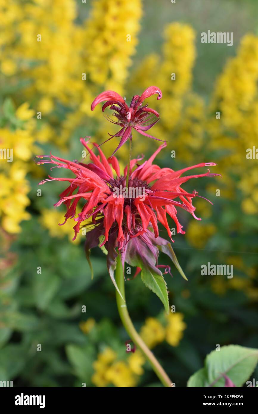 Primo piano sul fiore rosso Crimson beebalm Monarda didyma Foto Stock